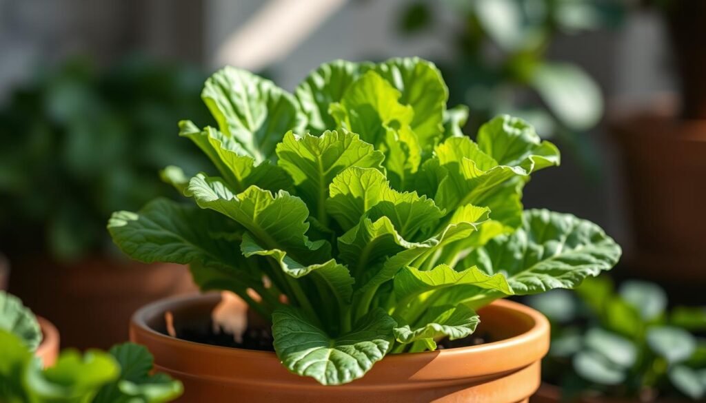 A lush, verdant lettuce plant thriving in a terracotta planter, its broad, crisp leaves glistening in the soft, natural light. The plant is centered in the frame, with a slight angle to showcase its elegant form. The background is pleasantly blurred, creating a sense of depth and focus on the vibrant greenery. Subtle shadows add depth and dimension, while the overall mood is one of tranquility and freshness, inviting the viewer to imagine the satisfying act of harvesting each leaf for a delicious, homegrown salad.