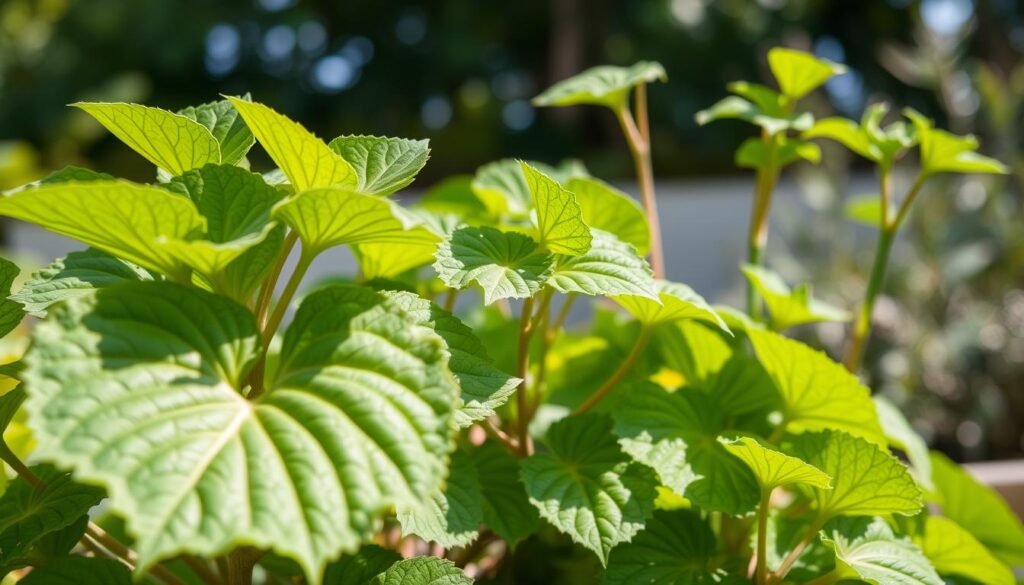 identificar begônia