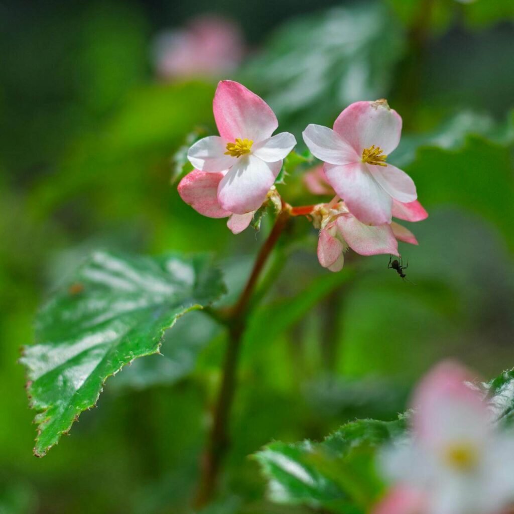 begônia florescendo na natureza