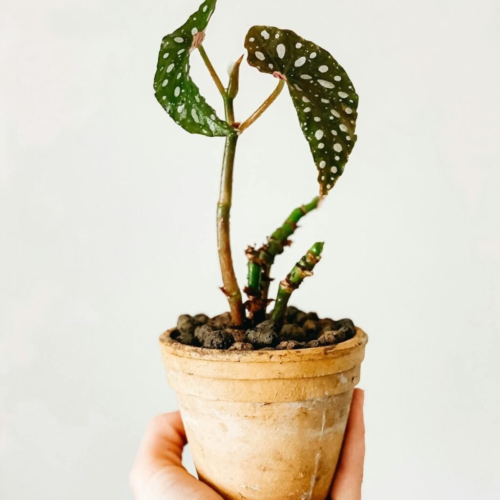 vaso com drenagem e solo para begônias