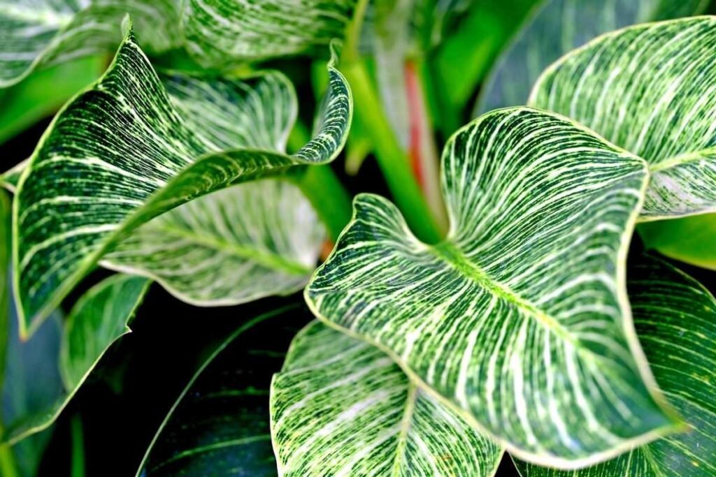 philodendron birkin filodendro bitkin