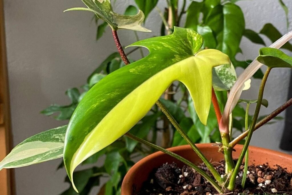 philodendron filodendro florida beauty