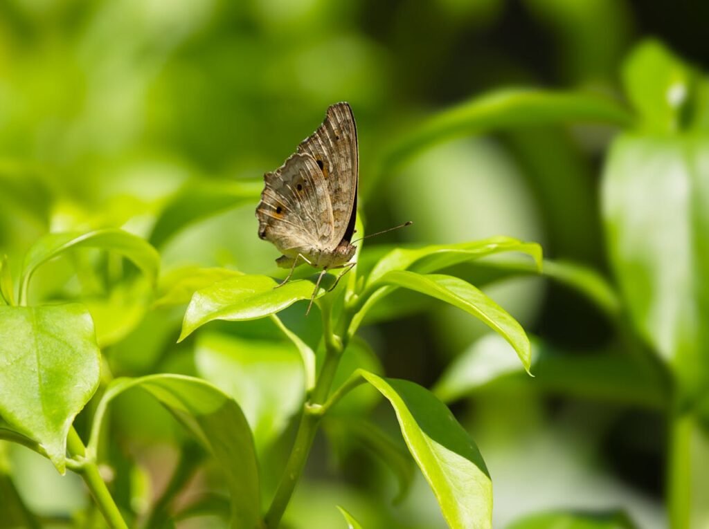 filodendro Limão neon filodendro limão