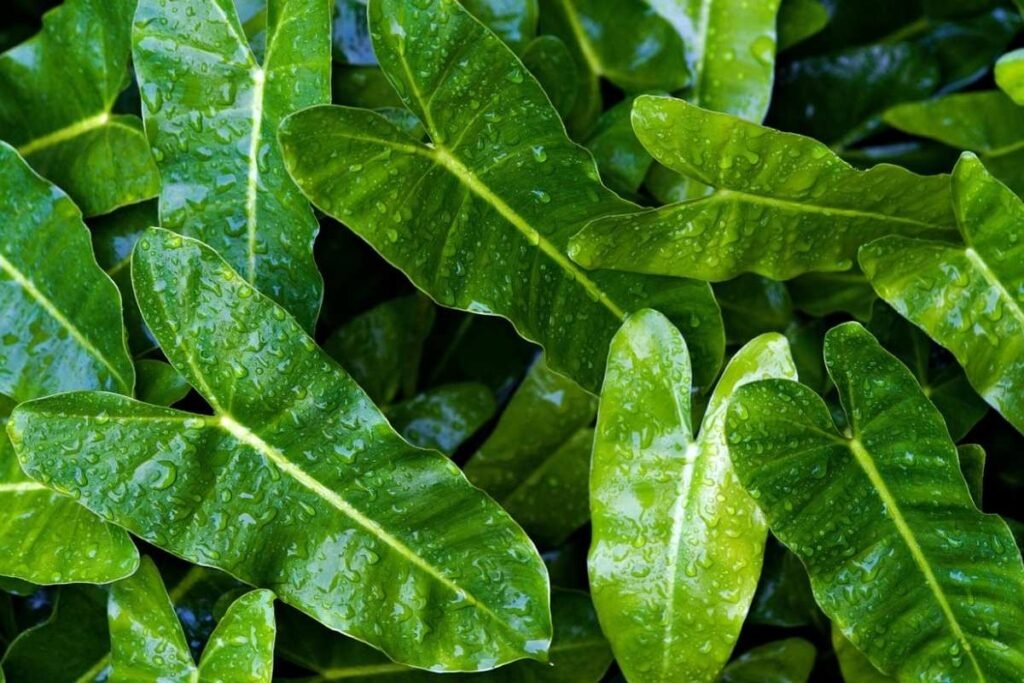 filodendros filodendros, cuidados