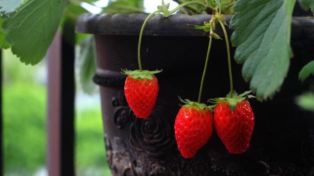 árvore frutífera em vaso cultivando morqngo em vaso
