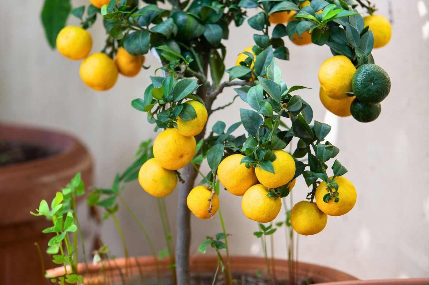 arvores frutiferas em vaso