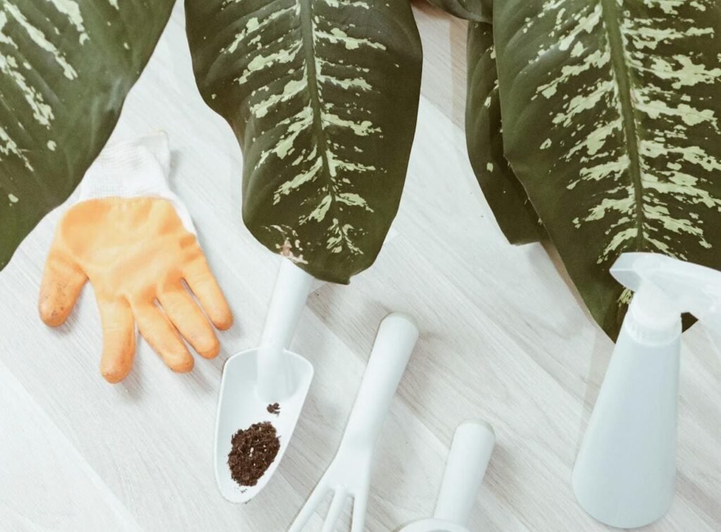 como cuidar da planta comigo ninguém pode