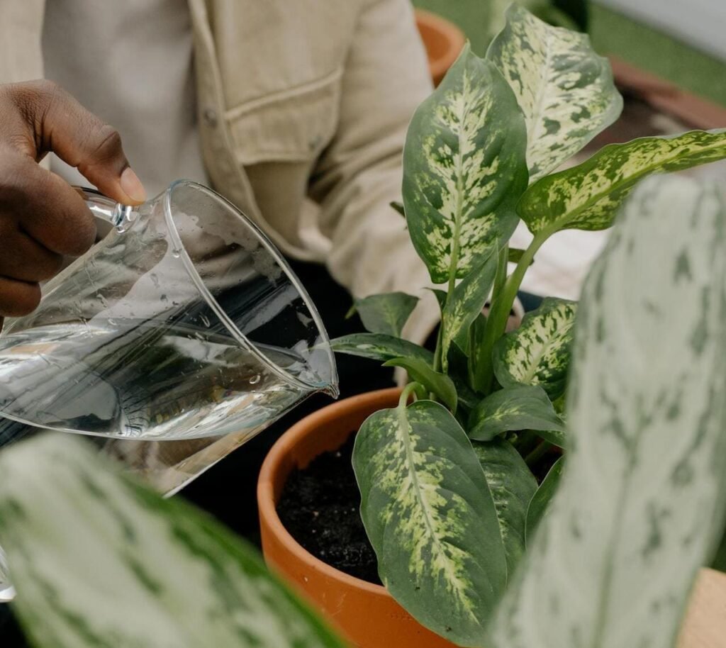 como cultivar comigo ninguém pode