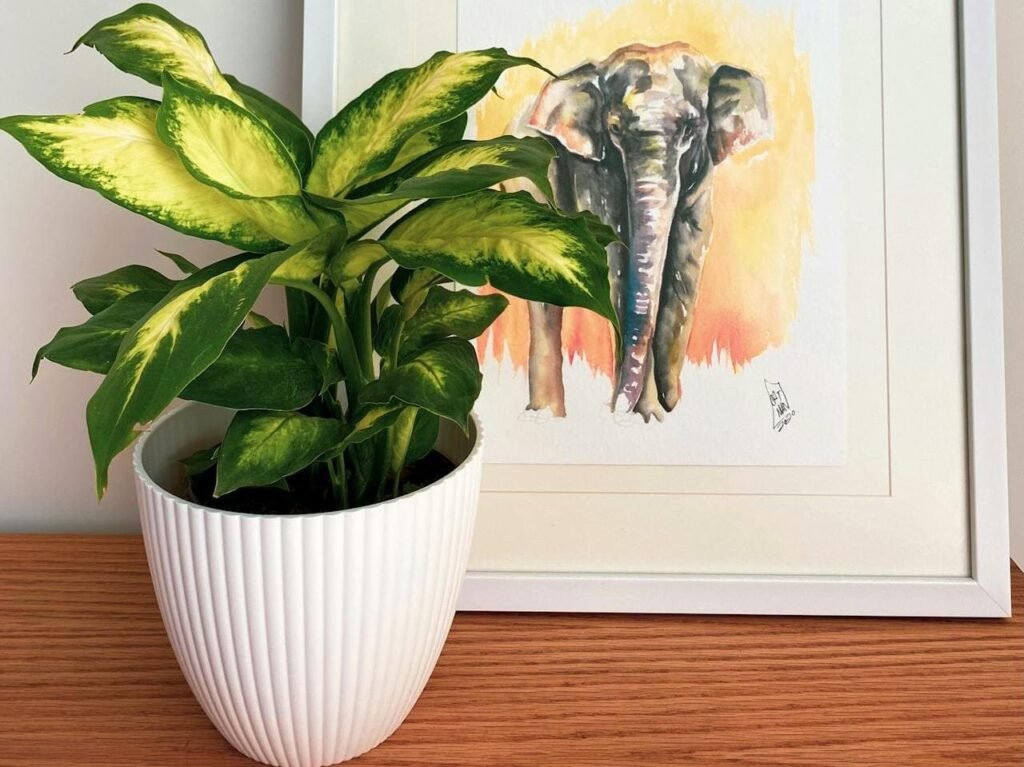 Planta Comigo Ninguém Pode com folhas verdes e brancas em close, destacando suas folhas brilhantes e variegadas.