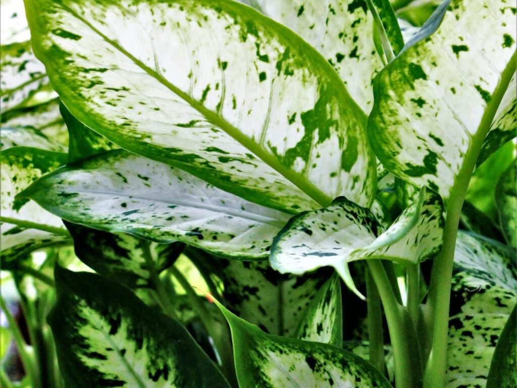 floração da comigo ninguém pode