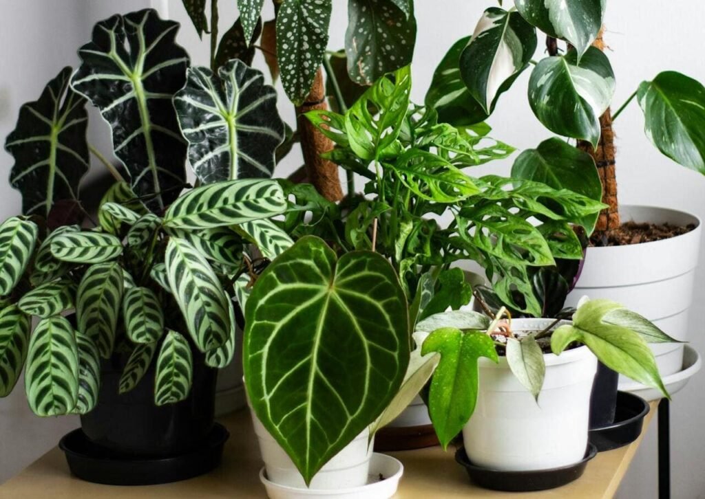 o que é a planta comigo ninguém pode?