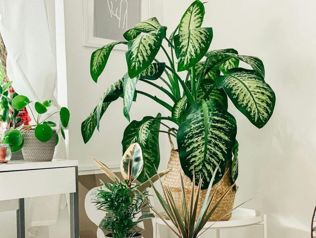 problemas comuns da planta