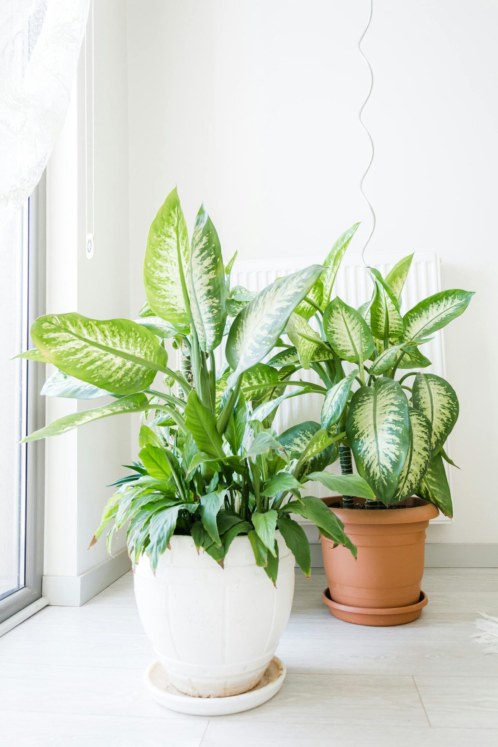 comigo ninguém pode