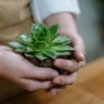 como cuidar de suculentas