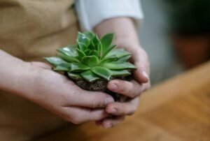 como cuidar de suculentas