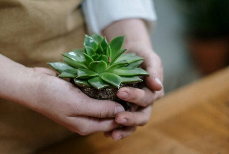 como cuidar de suculentas