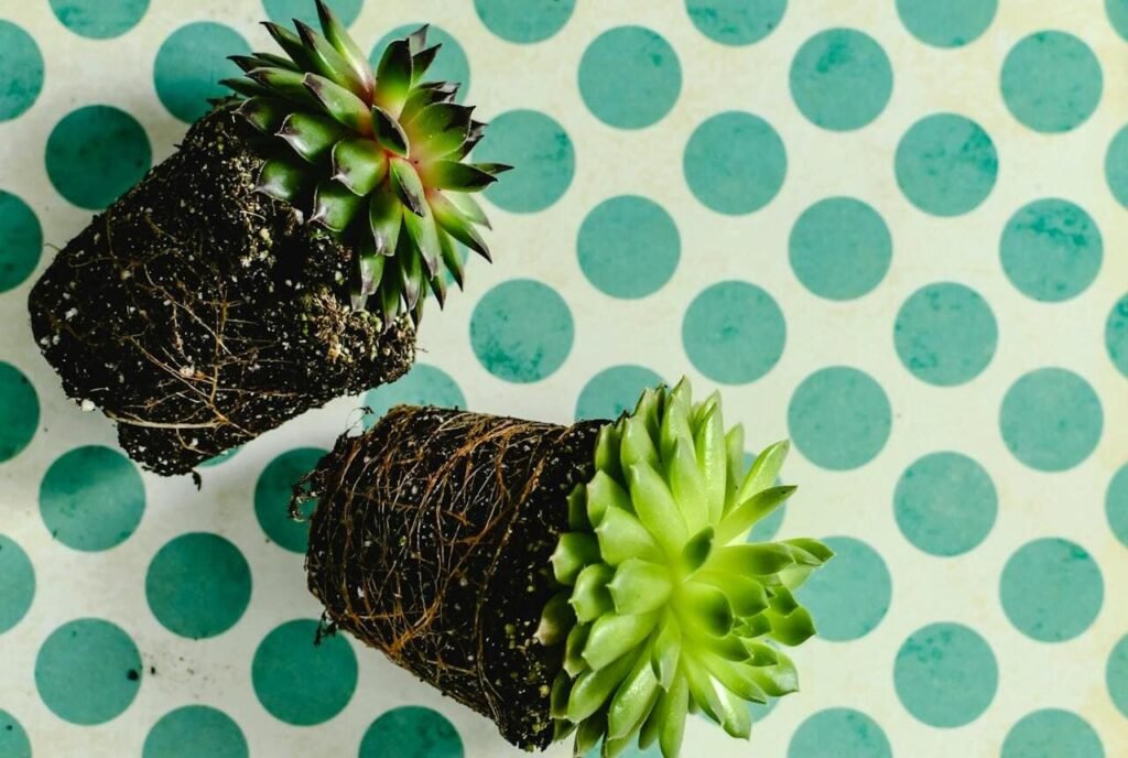 substrato e nutrientes para suculentas