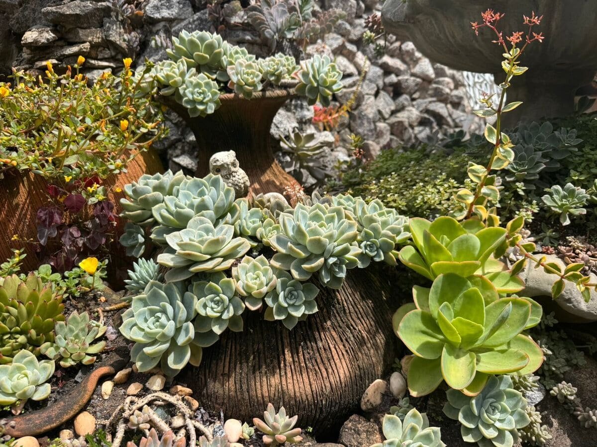 como cuidar de suculentas - foto autoral