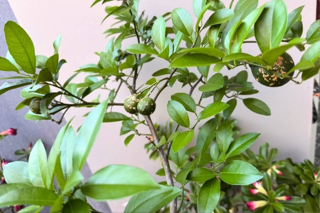 cultivo de limão em vaso Nosso limão cravo em vaso, começando a dar frutos