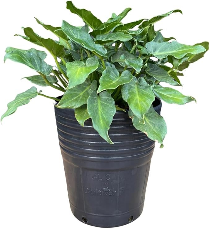 Muda de Filodendro Xanadu