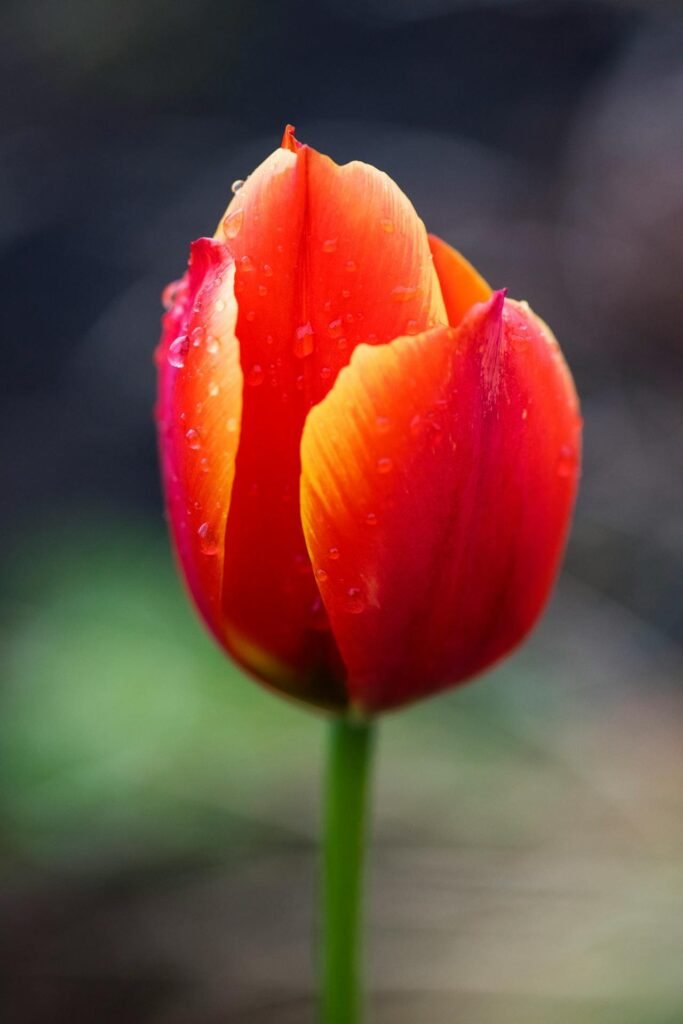 Uma flor de tulipa vermelha e laranja em plena floração com folhas verdes desfocadas ao fundo.