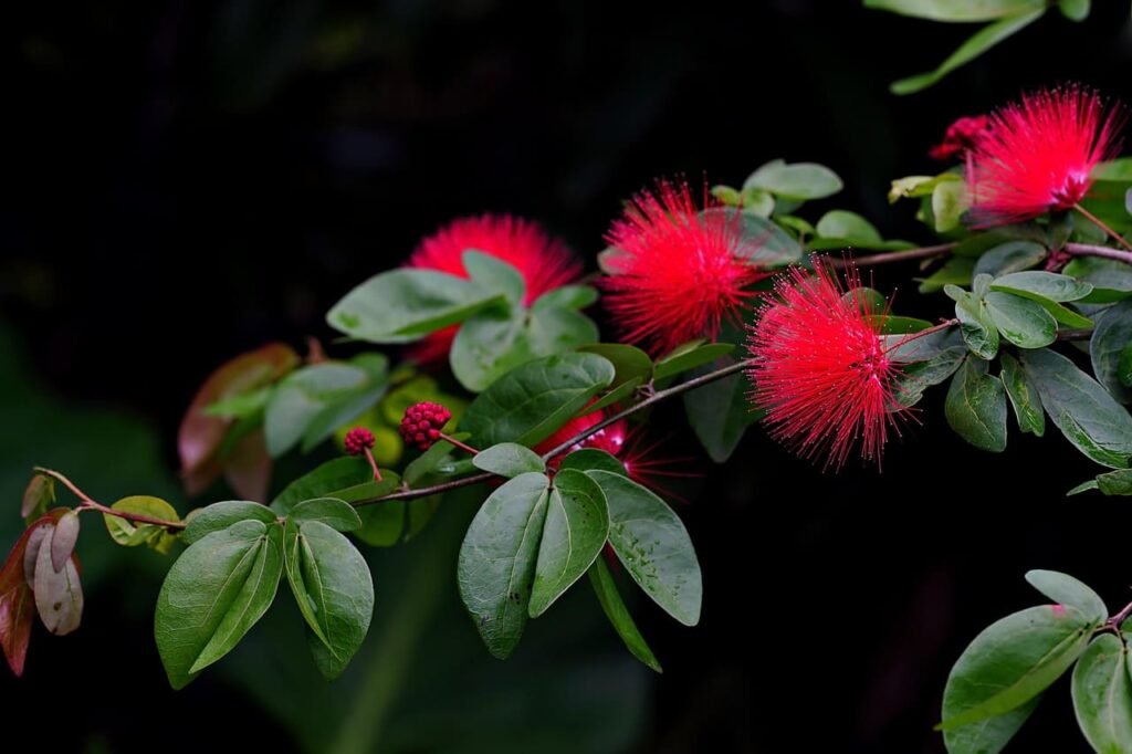 caliandra haematocephala