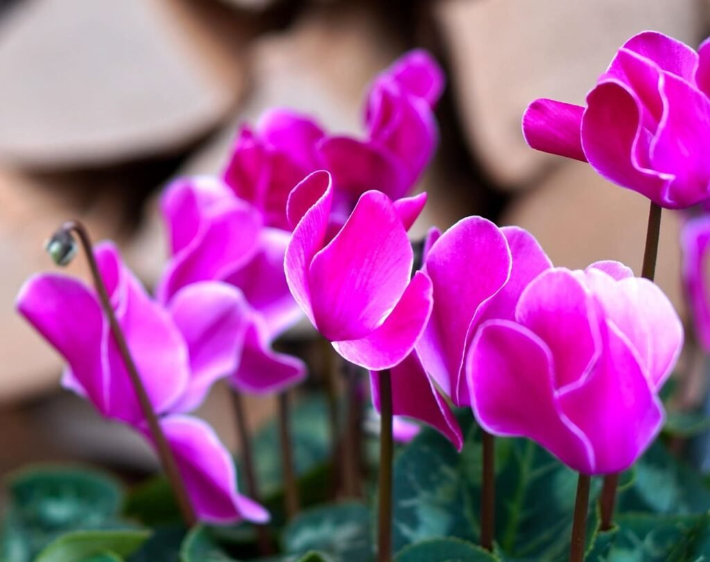 ciclame (cyclamen persicum)
