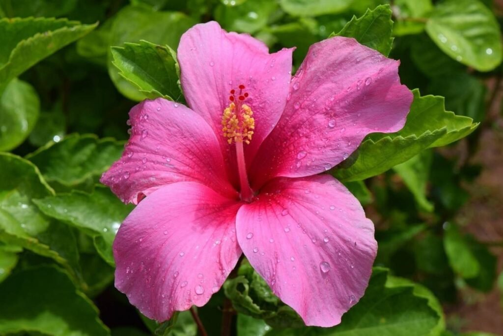 hibisco