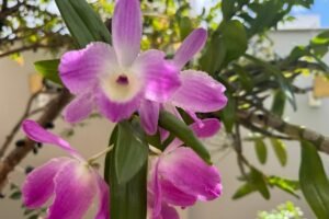 orquídea dendrobium