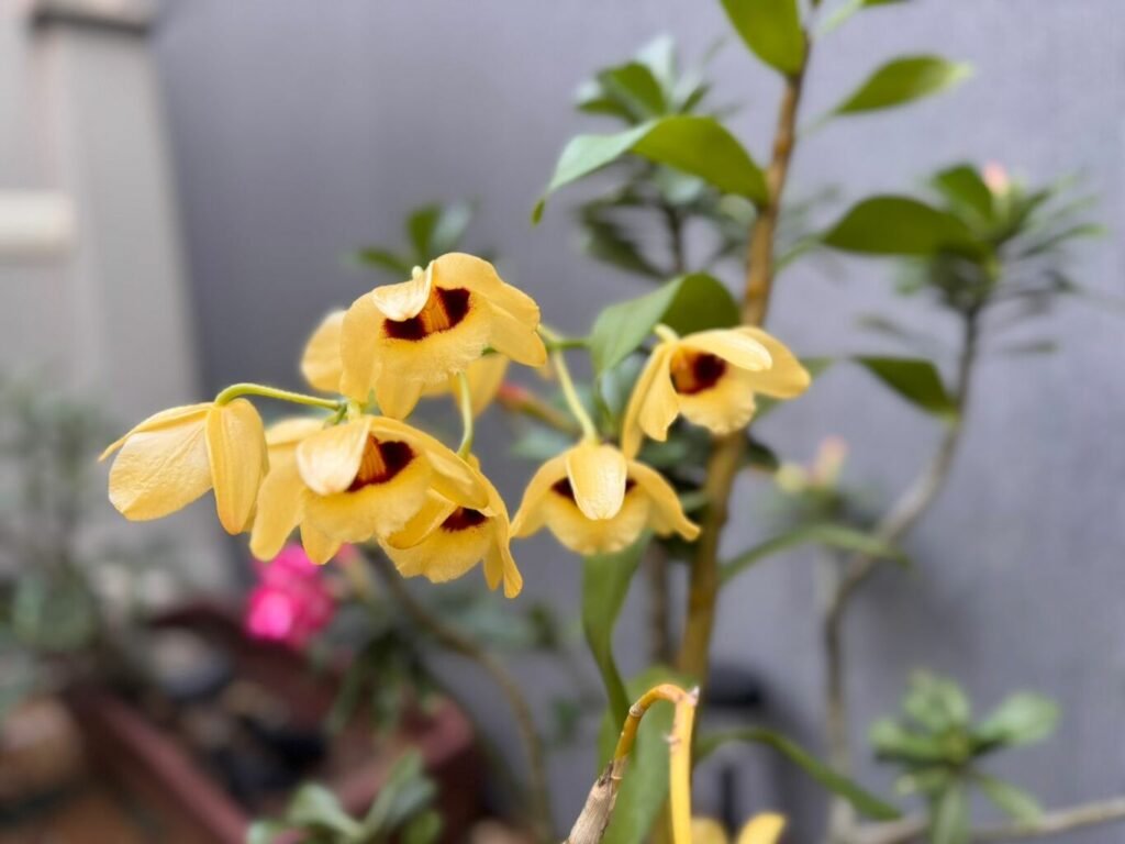 orquídea dendrobium nobile amarela e vinho do nosso jardim