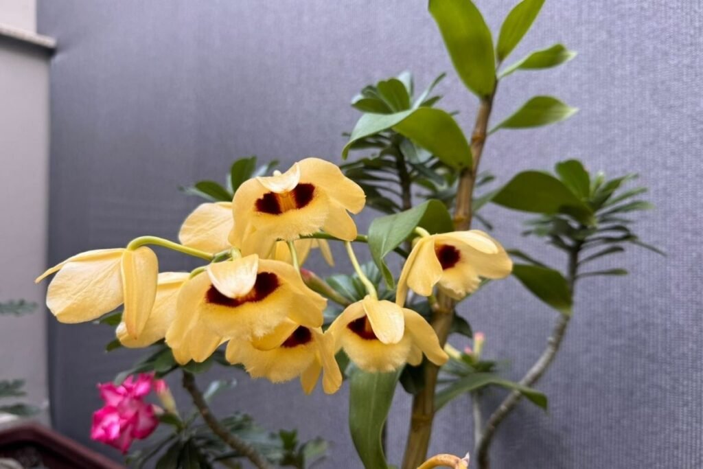 orquídea dendrobium nobile amarela e vinho do nosso jardim