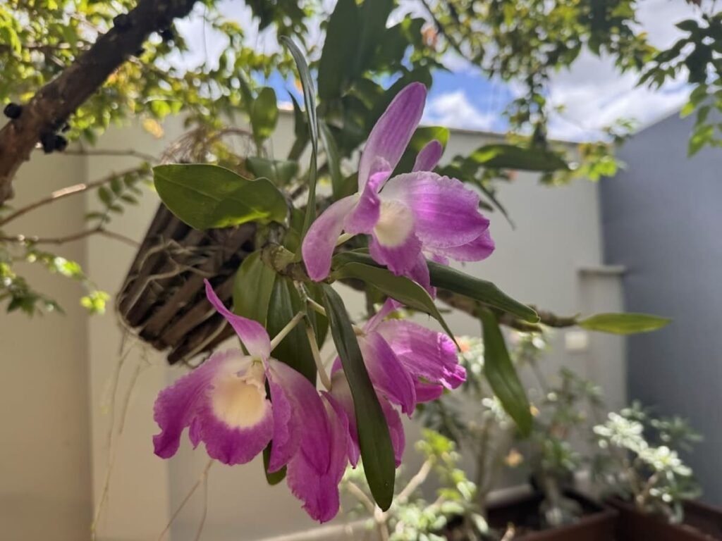 orquídea dendrobium nobile rosa do nosso jardim