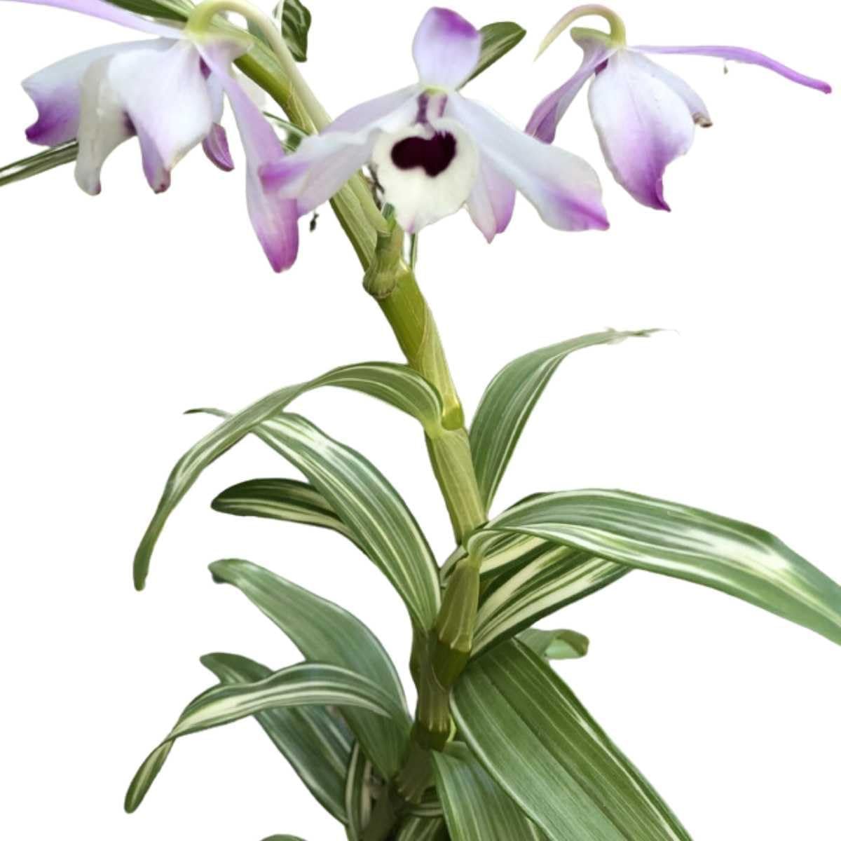 Orquídea Dendrobium Nobile Variegata – planta ornamental elegante