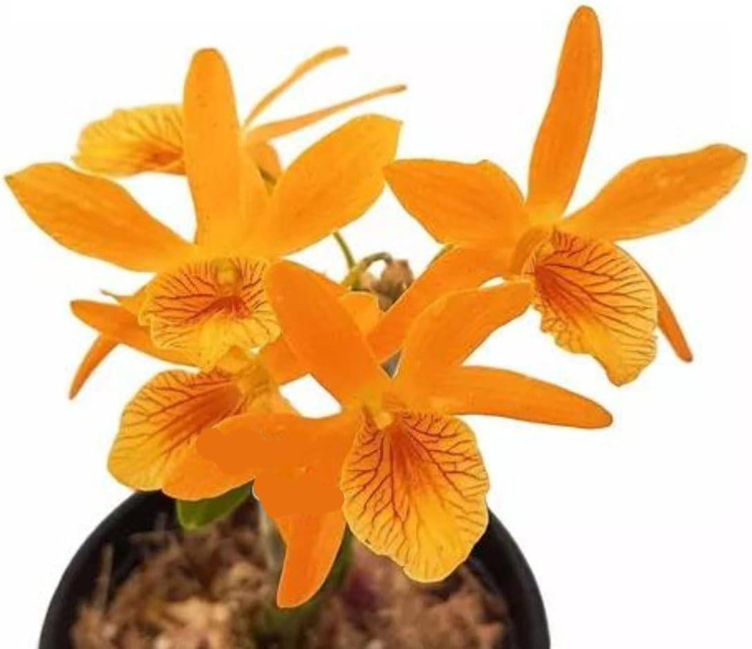 Orquídea Dendrobium Stardust Firebird – planta ornamental exótica