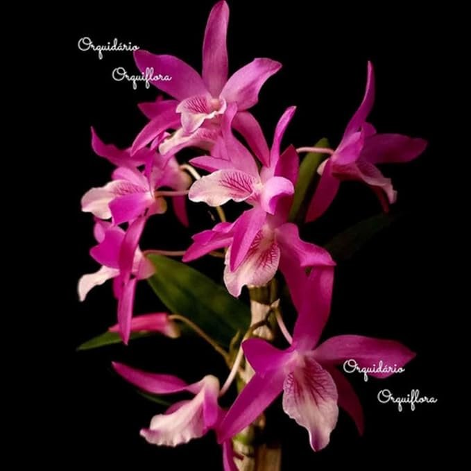 Orquídea Dendrobium Stardust Rainbow – plantio e cuidados