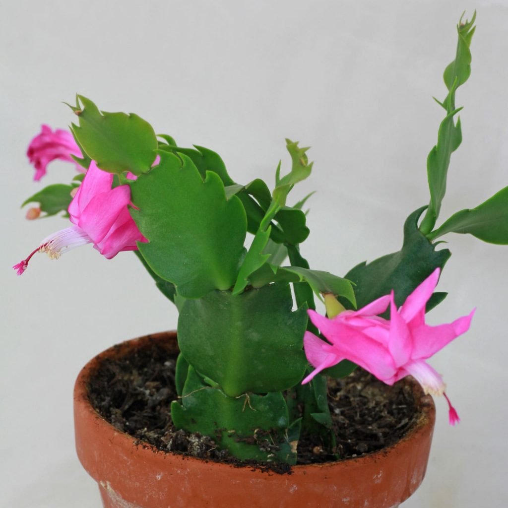 problemas comuns da flor de maio