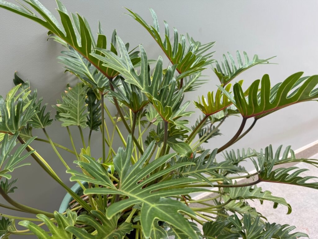 filodendro xanadu Meu Filodendro Xanadu