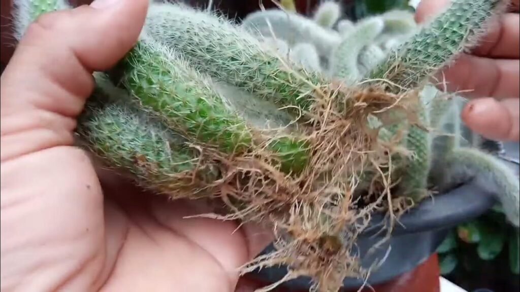 mudas de cacto rabo de macaco