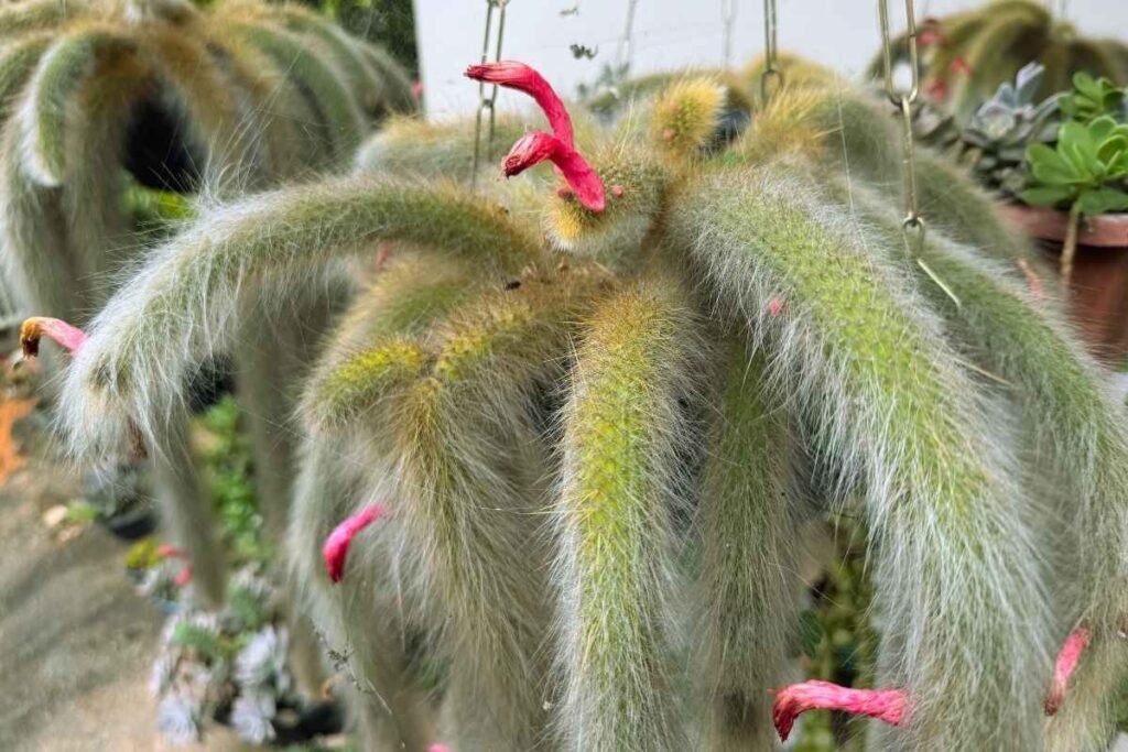 cacto pendente rabo de macaco - foto auroral