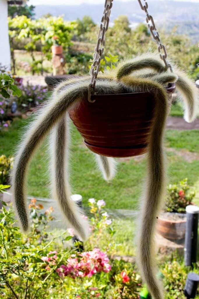 Cacto rabo de macaco suspenso no jardim