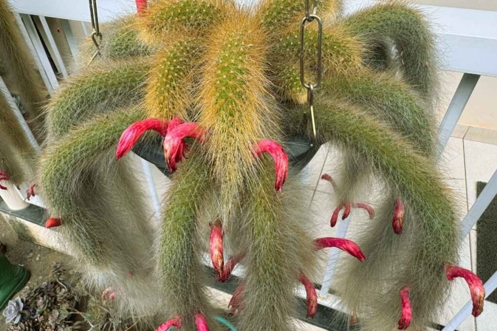 vaso ideal para cacto rabo de macaco - foto autoral