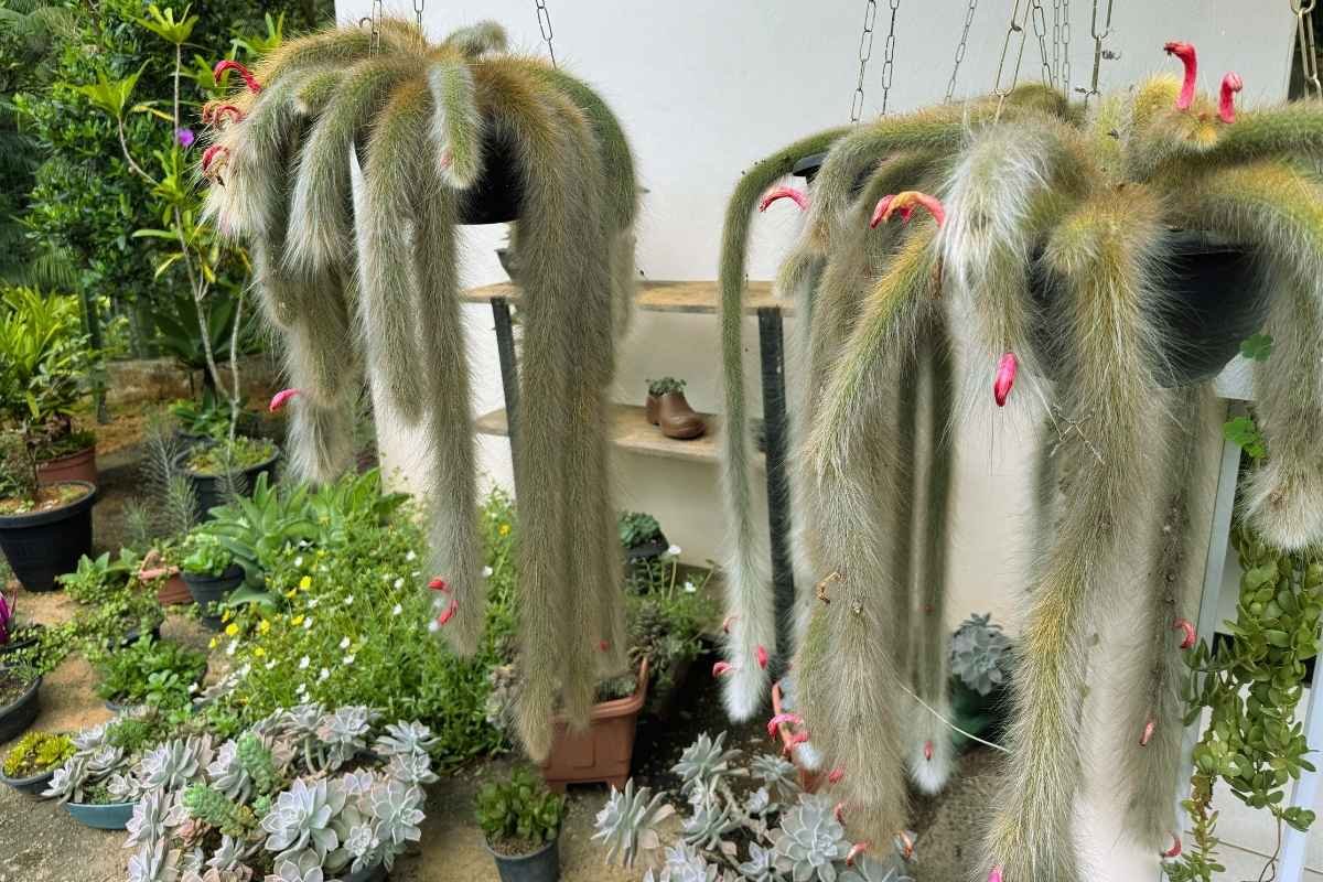 cacto rabo de macaco