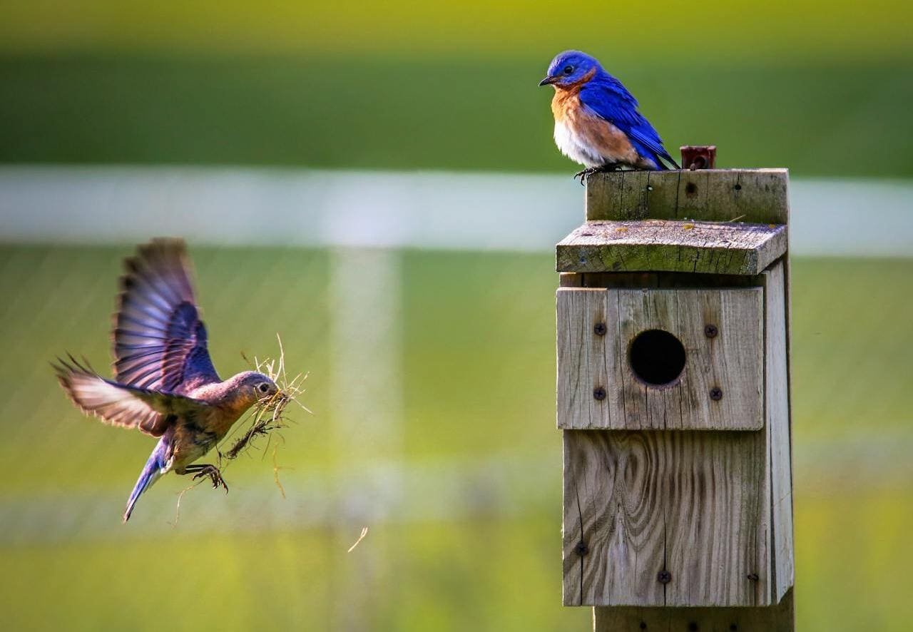 Jardim brasileiro com pássaros coloridos visitando comedouros e flores atraindo vida selvagem naturalmente em ambiente tropical
