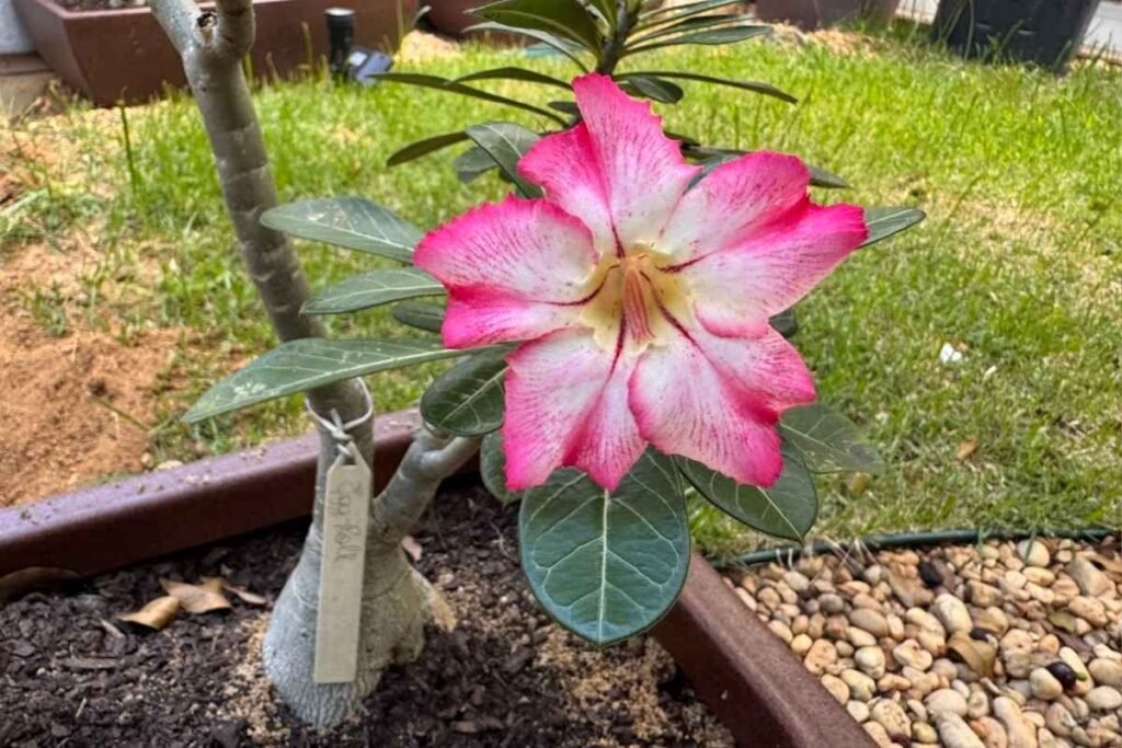 rosa do deserto maravilhosa do meu jardim  - roto autoral