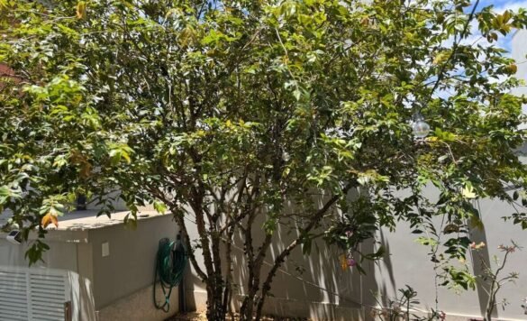 como plantar jabuticaba - foto autoral