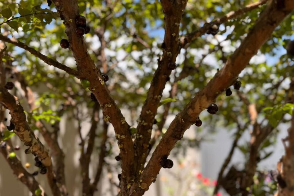 benefícios de plantar jabuticaba em casa  - foto autoral
