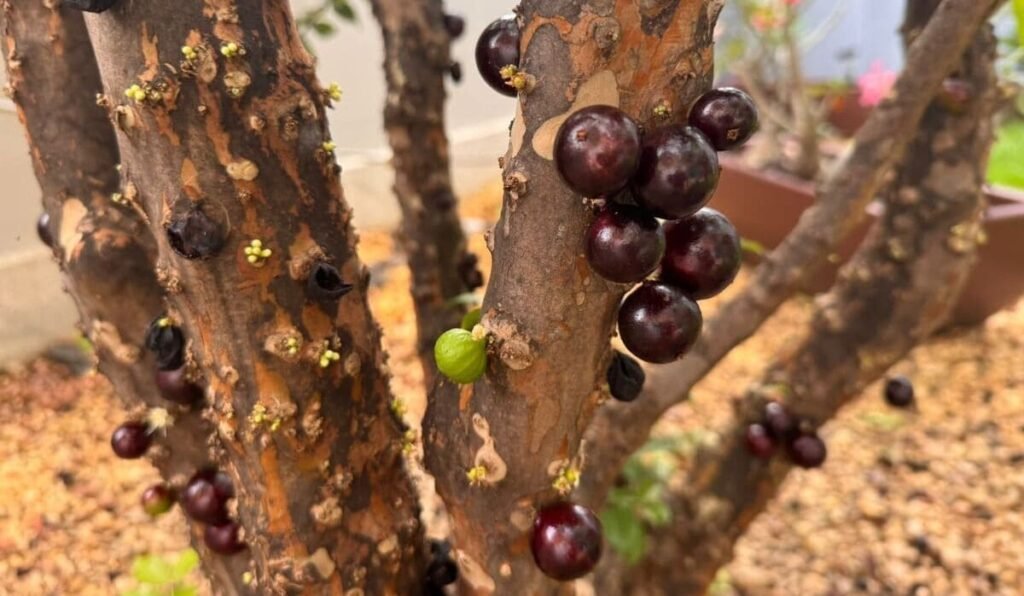 jabuticabeira com frutos