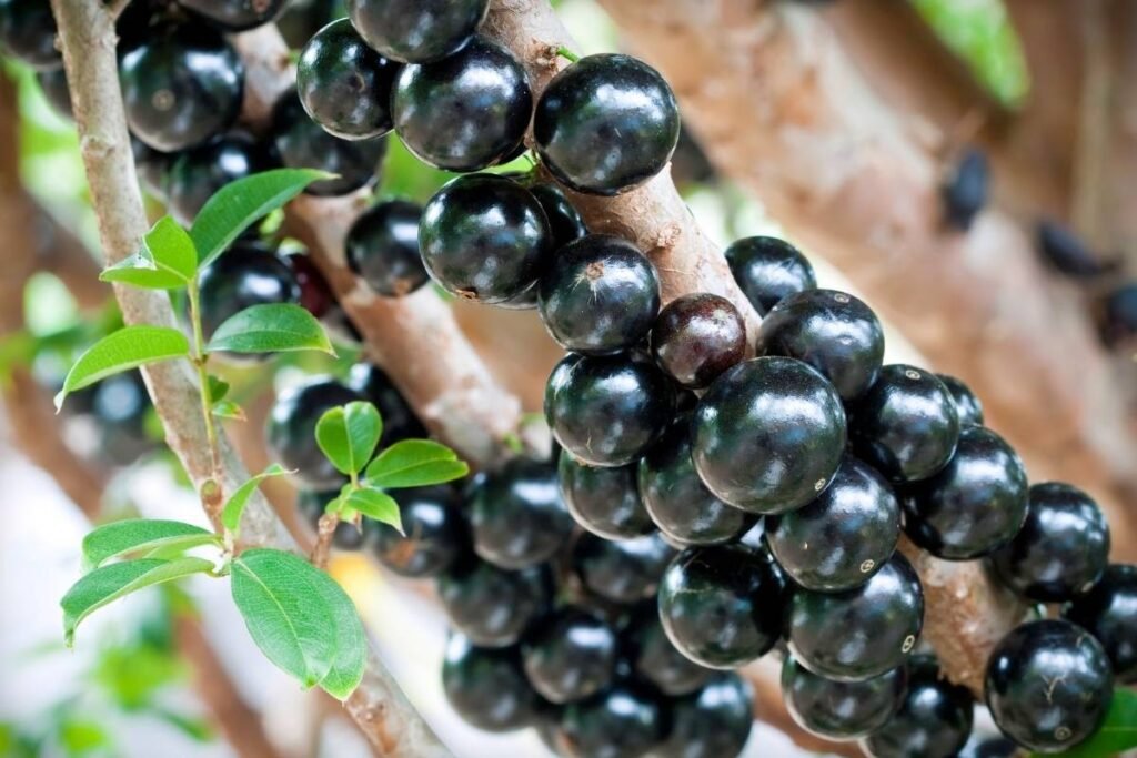 Árvore de jabuticaba com frutos maduros crescendo no tronco e galhos,
