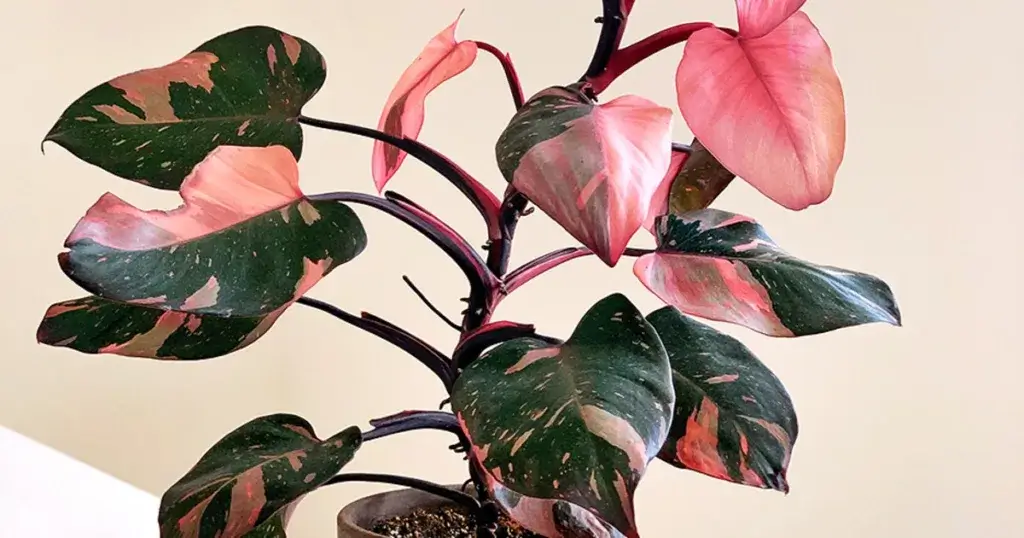 filodendro pink princess