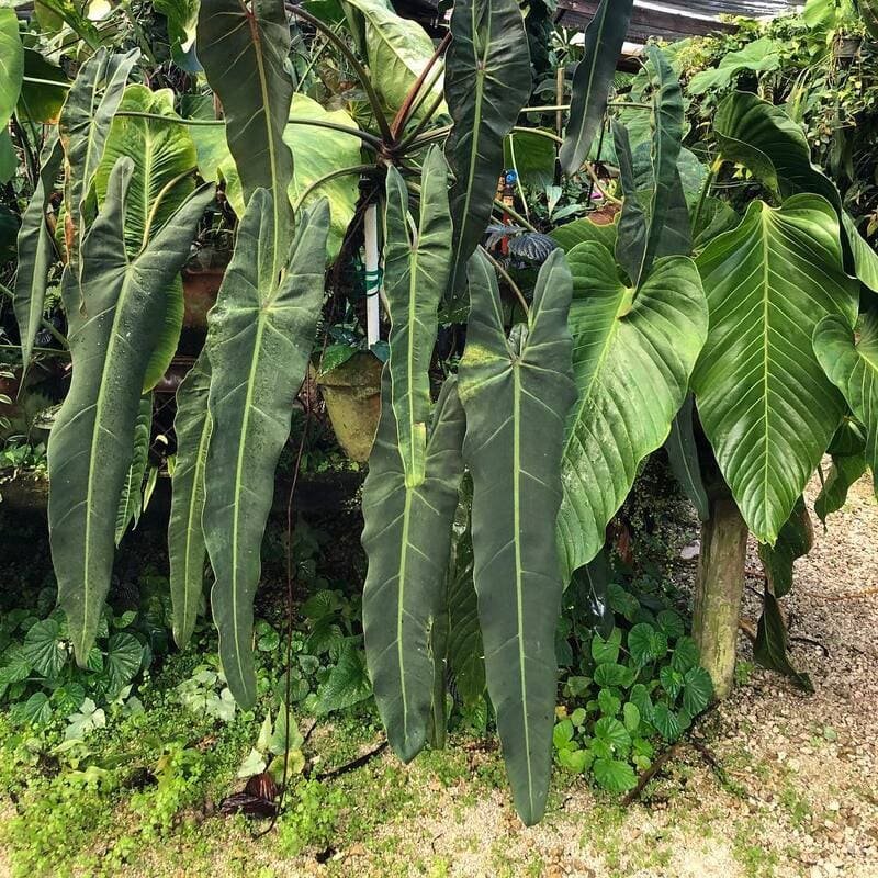 Philodendron spiritus-sancti 